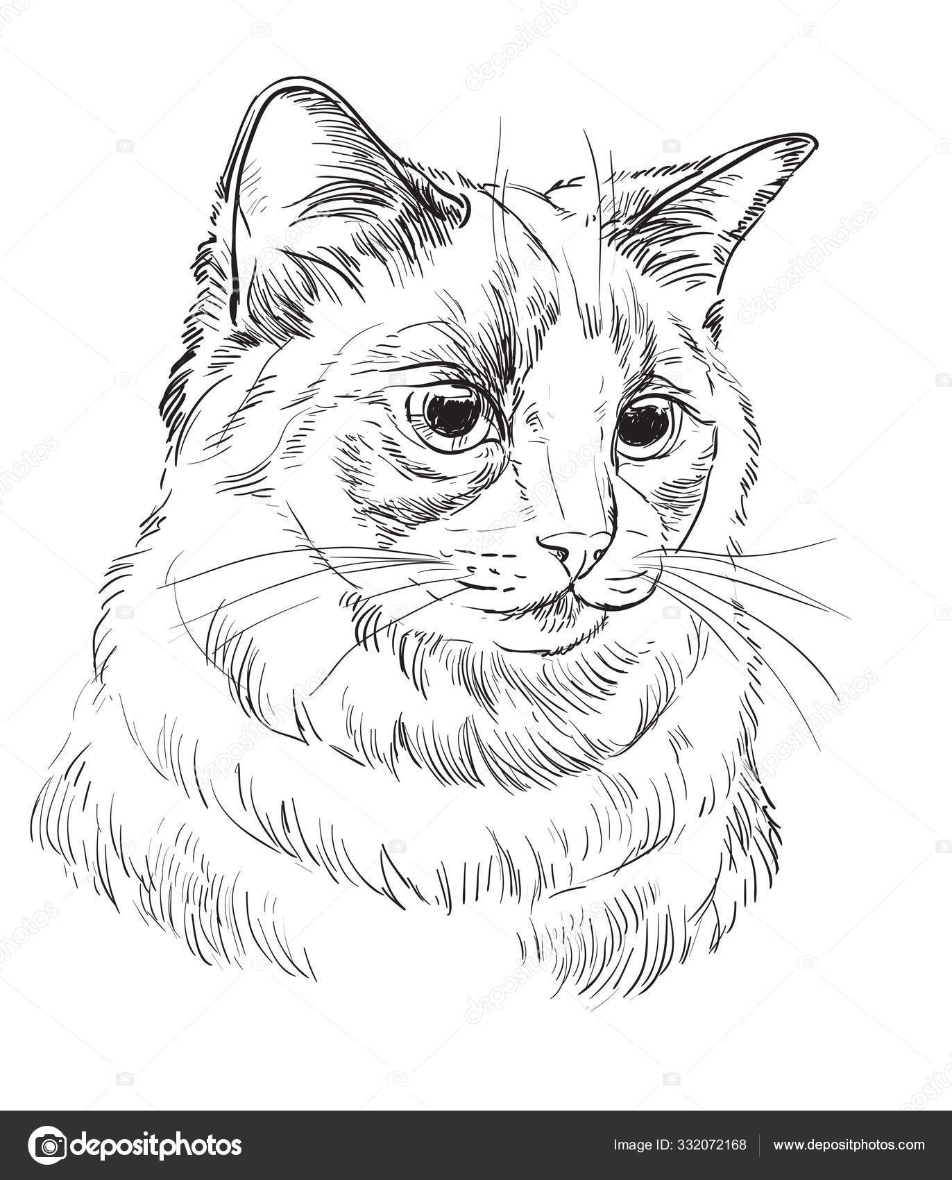 Vetor mão desenho gato 5 imagem vetorial de Alinart© 332072168